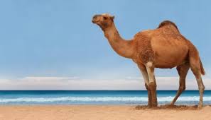 ما هي كمية الماء التي يستطيع أن يشربها الجمل سحر الكون