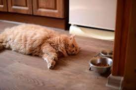 Check spelling or type a new query. Inilah 20 Penyebab Lengkap Mengapa Kucing Mogok Berhenti Makan