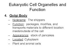 Examine the animal cell diagram and recognize parts like the centrioles, lysosomes, golgi bodies, ribosomes and more indicated clearly. Parts Of The Cell Animal Cell Cytoplasm Nucleolus