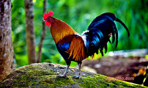 Tuổi Dậu năm 2020 - Xem tử vi năm 2020 tuổi Dậu