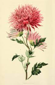 Chrysanthemum Flowers Palo Santo Wellness Boutique Chrysanthemum Flower Chrysanthemum Chrysanthemum Morifolium