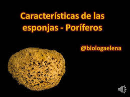 Conjunto de rasgos o circunstancias que dan a conocer a una persona o cosa, distinguiéndola de las demás … diccionario de economía alkona. Caracteristicas De Las Esponjas Filo Poriferos Reino Animal Youtube