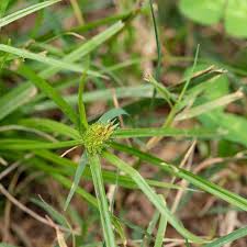 Image result for Kyllinga squamulata