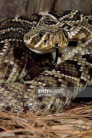 Eastern Diamondback Rattlesnake Yahoo Image Search Results Rattlesnake Diamondbacks Reptiles Pet