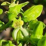 Image result for Vangueria madagascariensis