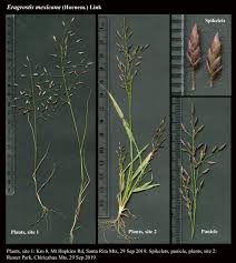 Image result for Eragrostis inamoena