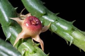 Image result for Huernia verekeri