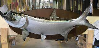 Tarpon Fishmount Mounted Fish Fish Trophy