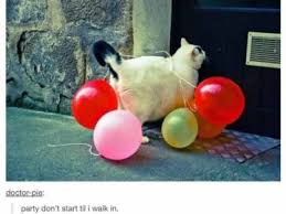 The Party Don T Start Til I Walk In 30 Best Tumblr Memes That You Should Not Miss Funny Animal Pictures Cool Tumblr Tumblr Posts