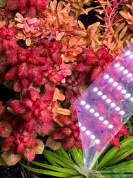 Image result for Ludwigia senegalensis