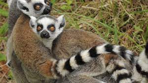 7177 7176 6863 Lc 7 4dh1707ed 1 Ze Frank Lemur True Facts