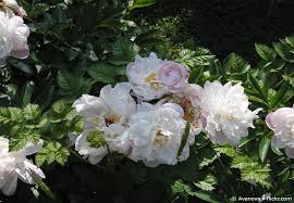 Ordnungsliebende hobbygärtner können die stauden auch schon im herbst nach dem eintrocknen der triebe abschneiden, aber besser ist ein rückschnitt im zeitigen frühjahr, da die alten blätter und triebe für die oberflächennahen triebknospen ein natürlicher winterschutz sind. Anleitung Zum Pfingstrosen Schneiden Garten Hausxxl Garten Hausxxl