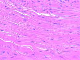 Dense Regular Connective Tissue Histology Slides Microscopic Cells Human Anatomy And Physiology