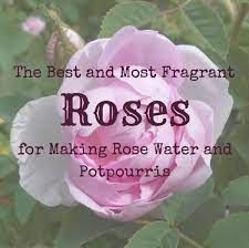 Scented water, odoriferous water or sweet water, is a water with a sweet aromatic smell. The Best And Most Fragrant Roses For Making Rose Water And Potpourris Dengarden
