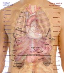 Intercostal Spaces Organs Google Search Kedokteran Radiologi Tubuh Manusia