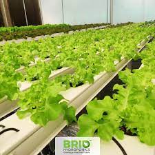 Hydroponics Hydroponic Farming Hydroponics Vertical Farming