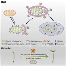 Jan 18, 2020 · 1. Plantae A Clustered Mitochondria Family Protein Mediates The Plant Mitophagy Curr Biol Plantae