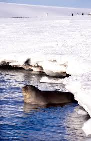 Antarctica Animals Antarctica Travel Arctic Landscape Antarctica