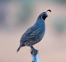 American ornithologists' union common name: History And Culture California State Symbols California State Library