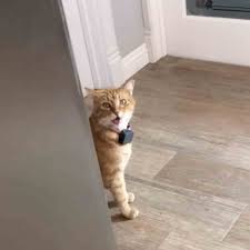 What other land mammals are good swimmers? Tiktok Video Of A Cat Meowing Well Hi In A Southern Accent Popsugar Pets