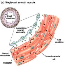 Smooth muscle is found in the walls of hollow organs like your intestines and stomach. Single And Multi Unit Smooth Muscle Google Search Biologi