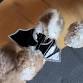 HALLOWEEN THEMED PUPPY YOGA event in Ferndale, MI