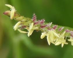 Image result for Cynodon dactylon