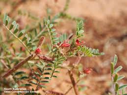 Image result for Indigofera colutea