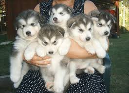 We did not find results for: Alaskan Malamute Vs Akbash Dog Breed Comparison