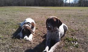 Chewbacca the desert yeti x sadie the bearded lady. Pointer Puppies Pets And Animals For Sale North Carolina