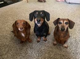 Bark collars, low prices, free shipping & 24/7 advice, shop today! Teaching A Dachshund To Focus To Stop It From Barking At Strangers Dog Gone Problems