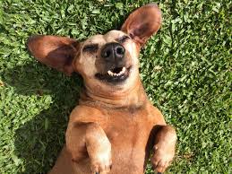 87 Funny Names For Dogs Your funny stock images are ready. 87 funny names for dogs