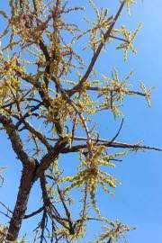 Image result for Lannea schimperi