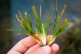 Image result for Eleusine indica