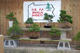 This forum is for you! Nepa Bonsai Society Posts Facebook