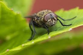 Homemade traps are a simple solution to repelling flies. How To Get Rid Of Flies Owl Pest Control Dublin