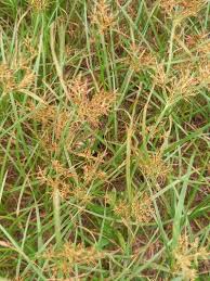 Image result for Cyperus longicarpus
