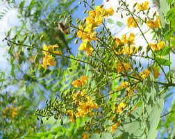 Image result for Tipuana