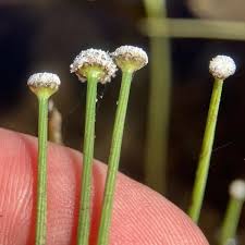 Image result for Eriocaulon