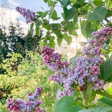 Flieder Ist Ne Feine Sache Und Er Riecht So Gut Danke Liebe Vormieter Dass Ihr Lauter Gutes Zeug Gepflanzt Habt Flieder Fruhling Wunderder Plants Instagram
