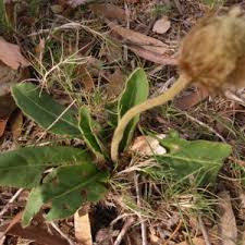 Image result for Gerbera piloselloides