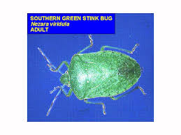 Image result for Nesaea polycephala