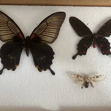 Image result for Pouchetia