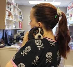We offer a variety of veterinary services, too! Pet Emergency Care In Shrewsbury Community Animal Hospital