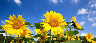 Maybe you would like to learn more about one of these? Beautiful Sunflower Posts Facebook