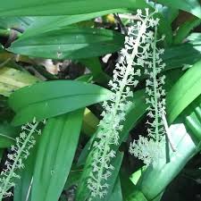 Image result for Liparis