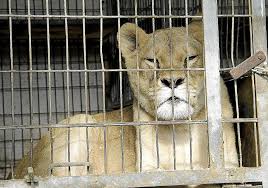 Durante años el responsable de la warner puesta de sol desde la mansión las leonas. El Govern Cierra Un Nucleo Zoologico En Son Servera Y Se Incauta De Dos Leonas Y Una Leopardo