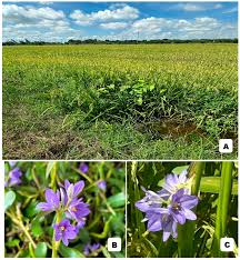 Image result for Monochoria