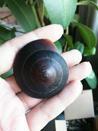 Preise richten sich nach der größe der tiere: Pin Pa Snails Pleurodonte Excellens Excellence