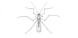 I have biting midges in my house, for 16 months and i fumigated with everything and they are still here. What S The Point Of Midges And How Do You Stop Them Biting University Of Cambridge